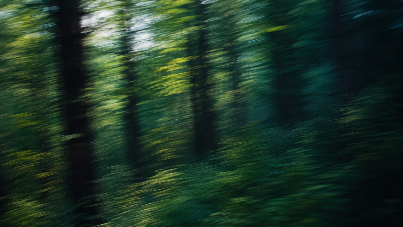 Forest Rush